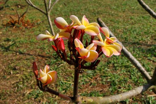 0463 Chiangrai.jpg